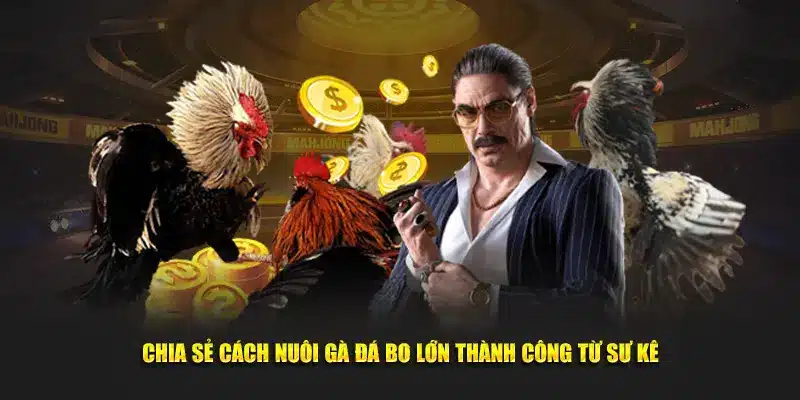Cách nuôi gà đá từ chuyên gia
